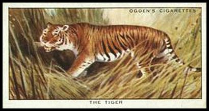 15 Tiger